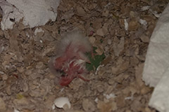 ziegensittiche tag 1