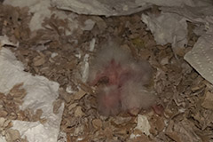 ziegensittiche tag 2