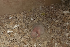 ziegensittiche tag 3