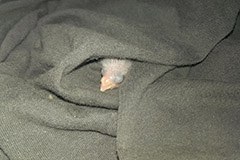 ziegensittiche tag 5