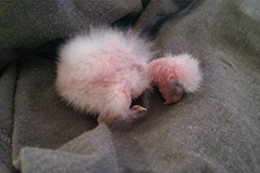 ziegensittiche tag 6