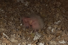 ziegensittiche tag 07