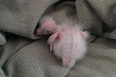 ziegensittiche tag 08