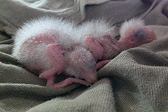 ziegensittiche tag 09