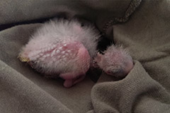 ziegensittiche tag 11