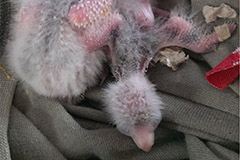 ziegensittiche tag 12