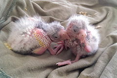 ziegensittiche tag 13