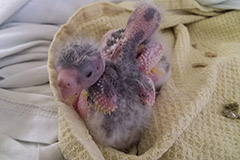 ziegensittiche tag 14