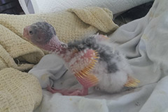 ziegensittiche tag 15