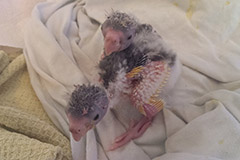 ziegensittiche tag 16