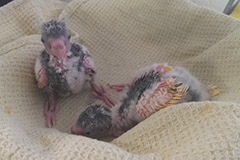 ziegensittiche tag 17