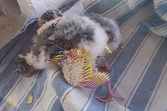 ziegensittiche tag 18