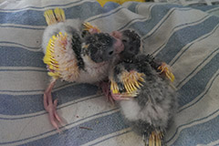 ziegensittiche tag 19