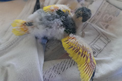 ziegensittiche tag 20