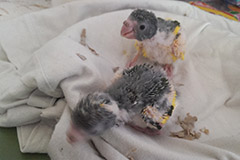 ziegensittiche tag 21