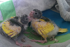 ziegensittiche tag 22