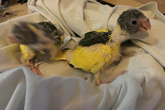 ziegensittiche tag 24