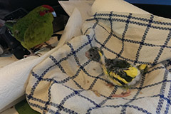 ziegensittiche tag 25