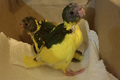 ziegensittiche tag 28