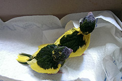 ziegensittiche tag 30