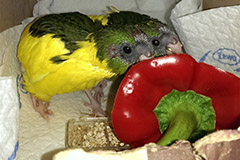 ziegensittiche tag 31