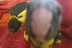 ziegensittiche tag 33