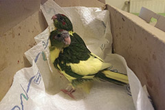 ziegensittiche tag 34