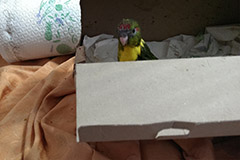 ziegensittiche tag 37