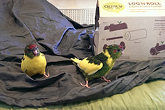 ziegensittiche tag 38