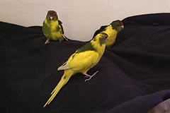 ziegensittiche tag 39