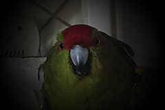 ziegensittiche tag 40