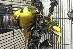 ziegensittiche tag 41