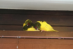 ziegensittiche tag 42